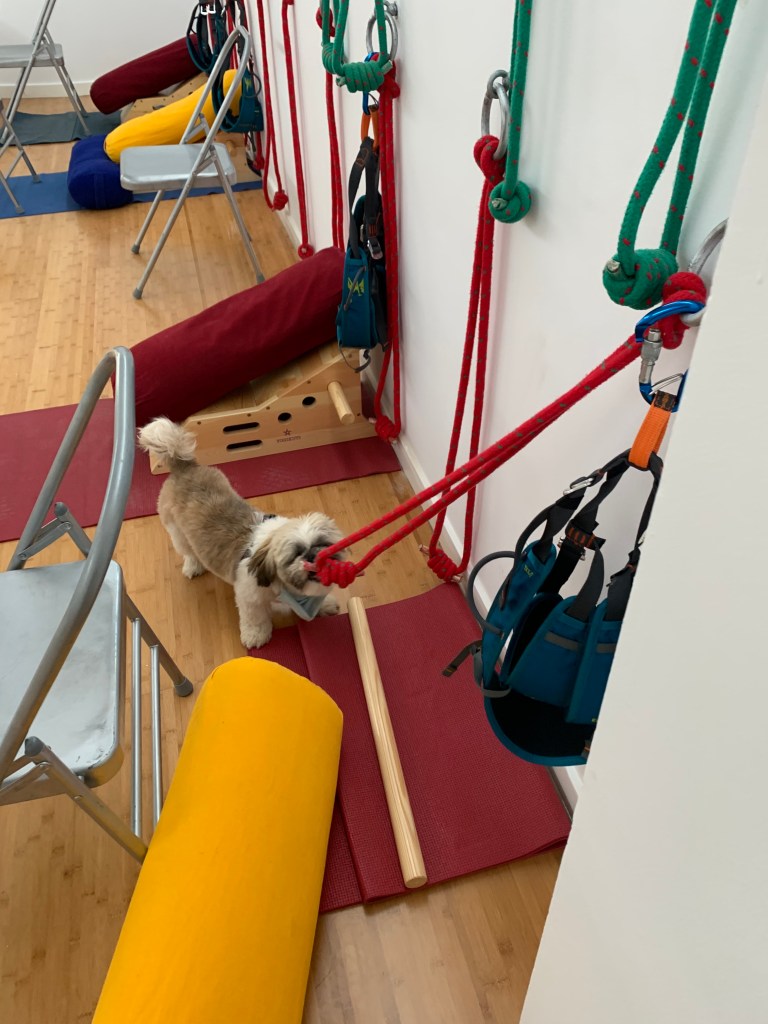 Buddha is checking the Iyengar Yoga ropes at Rayo de la Vida